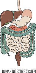 Detailed illustration of the human digestive system highlighting the stomach intestines liver and other organs in a clear and educational style with