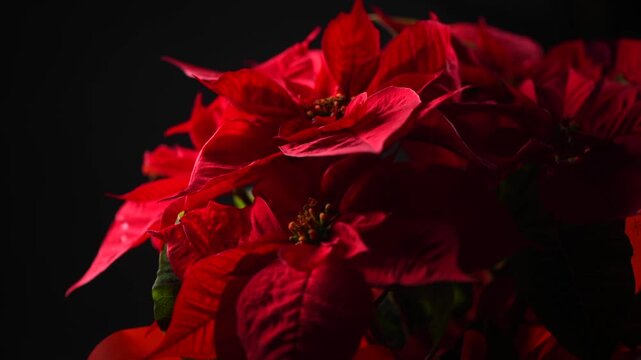 Poinsettia Christmas flower plant rotating on black, close up. Euphorbia Pulcherrima, or Nochebuena. Christmas Star flower rotating over black background, border design 