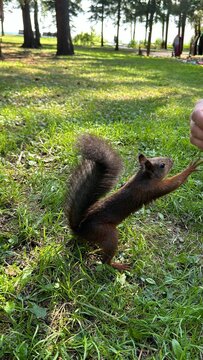 Playful squirrel standing on grass and reaching for food in an urban park