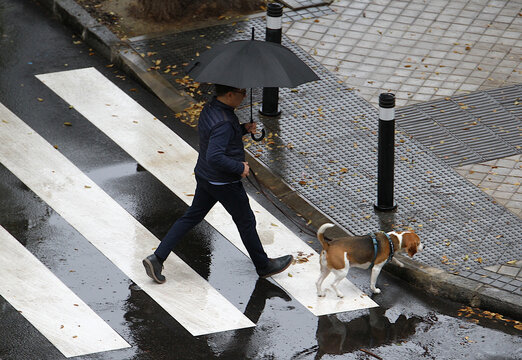 Hombre bajo la lluvia con paraguas cruzando paso de cebra con su perro entre charcos