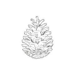Pine Cone Line Art Illustration on White

