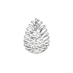 Pine Cone Line Art Illustration on White

