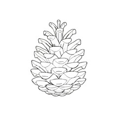 Pine Cone Line Art Illustration on White

