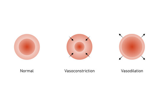 Vasoconstriction and Vasodilation Science Design. Vector Illustration.