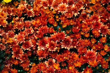 Red chrysanthemums in a bouquet, selective focus.