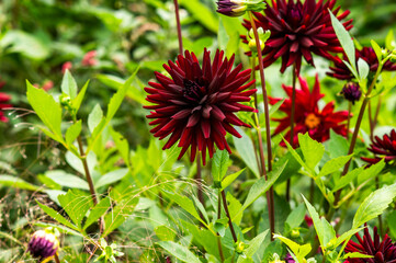 Red pigmy dahlia blooming in the garden, selective focus.