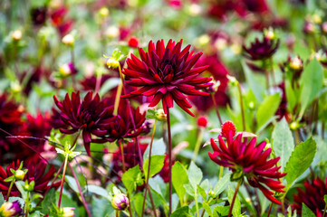 Red pigmy dahlia blooming in the garden, selective focus.