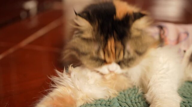 Fluffy domestic feline resting cozily on soft blanket, showcasing beautiful fur and relaxed demeanor, creating warm and inviting atmosphere with vibrant colors and unique features