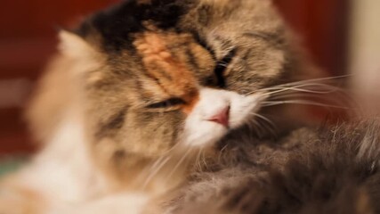 Fluffy domestic cat grooming itself in close up, showcasing its beautiful fur, playful demeanor, and intricate whiskers, exuding sense of calm and tranquility in warm atmosphere