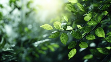 Obraz premium Lush green foliage of treetop with sunbeams peeking through branches