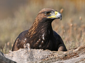 a majestic golden eagle in the mountain