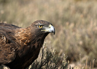 a majestic golden eagle in the mountain