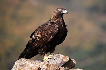 Fototapeta premium a powerful golden eagle (aquila chrysaetos) in the mountain on spain