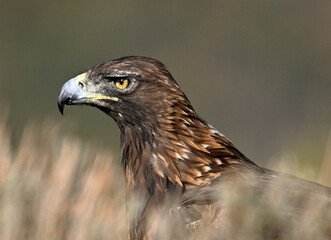 a portrait of majestic golden eagle in the mountain