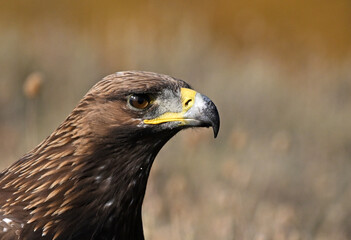 a portrait of majestic golden eagle in the mountain