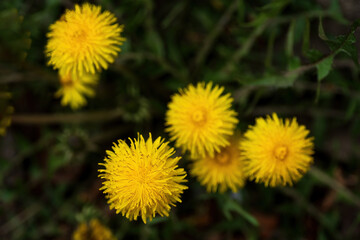 Dandelions scattering on a grassy field, their bright yellow blossoms representing growth and the arrival of the spring season with vibrant natural beauty