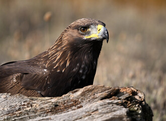 a portrait of majestic golden eagle in the mountain