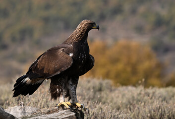 a majestic golden eagle in the mountain