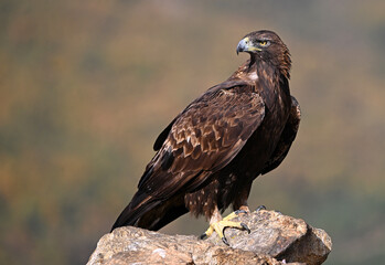 a majestic golden eagle in the mountain
