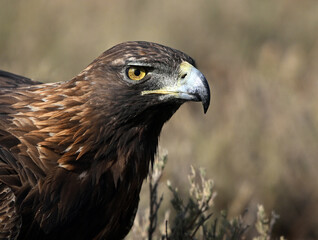 a portrait of majestic golden eagle in the mountain
