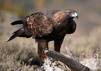 a majestic golden eagle in the mountain