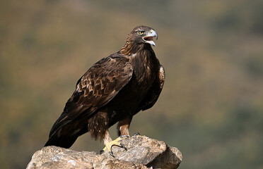 a majestic golden eagle in the mountain