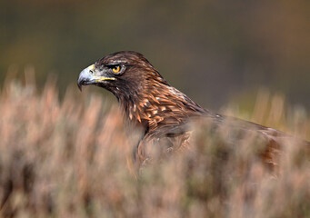 a majestic golden eagle in the mountain