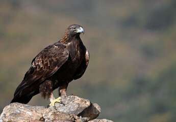 a majestic golden eagle in the mountain