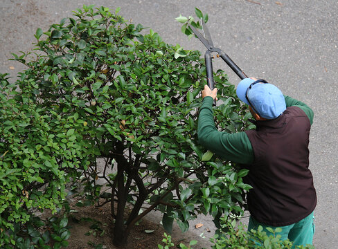 Jardinero cortando y podando el seto del jard&iacute;n y hojas de plantas con tijeras de jardiner&iacute;a