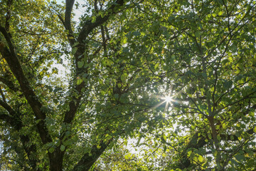 木漏れ日