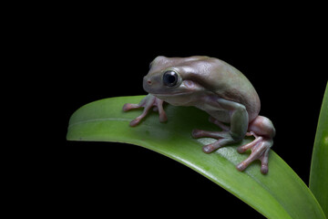 Dumpy green tree frog litoria caerulea isolated on orchid leaves 