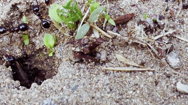 Animal Insects Ants on Soil