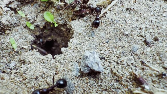 Animal Insects Ants on Soil