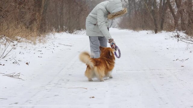 corgi fluffy dog playing with ring toy on a snow