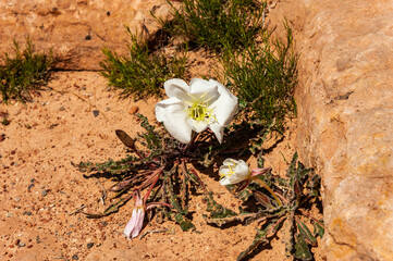 Blooming flower in the Colorado National Monument, one of the grand landscapes of the American West.