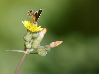 Tiny autumn butterfly