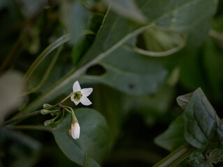 Small autumn white flowers