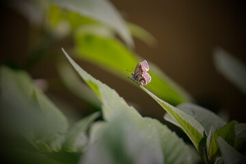 Tiny autumn butterfly