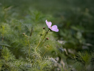 Autumn pink flower