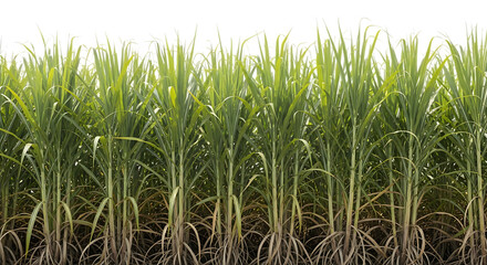 Obraz premium Tall green sugarcane stalks with visible roots and dry leaves, isolated on a transparent background, cutout, PNG