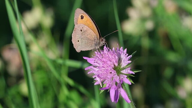 clip of a male maniola jurtina the gatekeeper butterfly on a scabiosa blossom