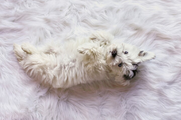 Willow, a cute mini schnauzer puppy with non standard color with mega coat and blue eyes lying on her back. White and liver parti coloring. Selective focus with blurred background.