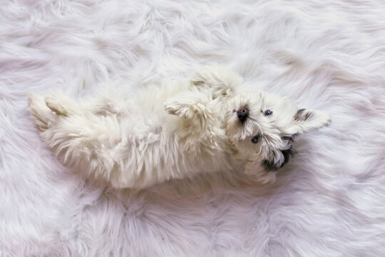 Willow, a cute mini schnauzer puppy with non standard color with mega coat and blue eyes lying on her back. White and liver parti coloring. Selective focus with blurred background.