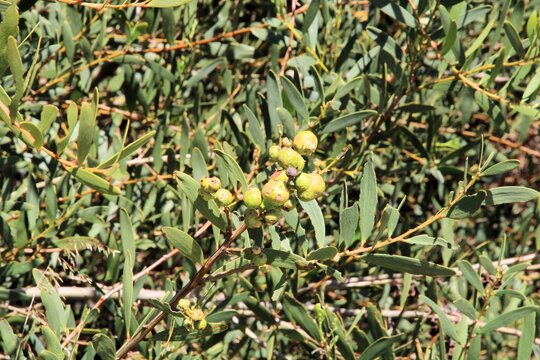 Apple galls instigated by Longleaf Wattle Gall Wasp larvae, South Australia