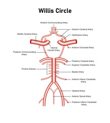 Willis circle Diagram Science Design. Vector Illustration.