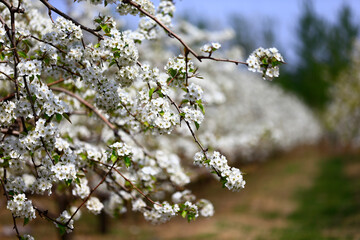Blooming pear flower, very beautiful