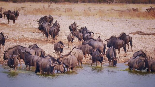 Blue wildebeest Connochaetes taurinus also Common wildebeest, White-bearded or Brindled gnu, large antelope in savannah, living in herd and drink in water hole in dry Namibia.