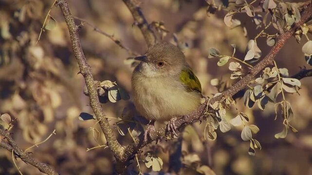 Green-backed camaroptera Camaroptera brachyura, also Bleating camaroptera, small bird in Cisticolidae resident breeder in Africa south of the Sahara Desert, male singing in the bush.
