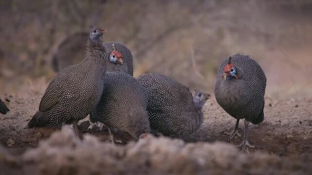 Helmeted Guineafowl - Numida meleagris guineafowl bird family, Numididae, genus Numida. Native to Africa south of Sahara, introduced into Brazil, Australia and Europe. Flock drink in water hole.