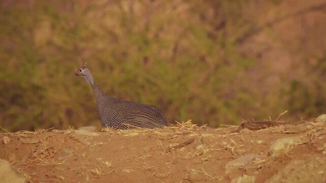 Helmeted Guineafowl - Numida meleagris guineafowl bird family, Numididae, genus Numida. Native to Africa south of Sahara, introduced into Brazil, Australia and Europe. Flock drink in water hole.